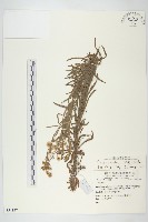 野茼蒿藏品圖，第1張