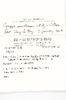 野茼蒿藏品圖，第5張