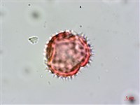 野茼蒿藏品圖，第3張