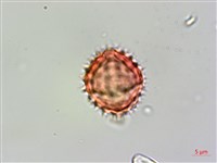 野茼蒿藏品圖，第4張