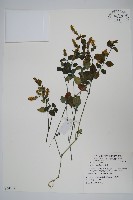 爵床藏品圖，第4張