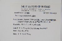 爵床藏品圖，第5張