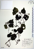 漢氏山葡萄藏品圖，第1張