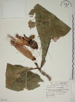 棋盤腳樹藏品圖，第1張