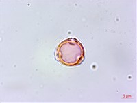 紅頭鐵莧、蘭嶼鐵莧藏品圖，第2張