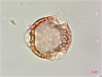 白木蘇花藏品圖，第3張