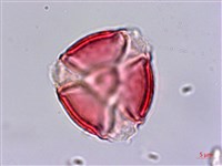 蘭嶼燈籠草藏品圖，第1張