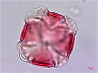 蘭嶼燈籠草藏品圖，第2張