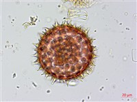 馬鞍藤藏品圖，第1張