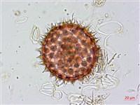 馬鞍藤藏品圖，第3張