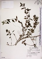 恆春金午時花藏品圖，第1張