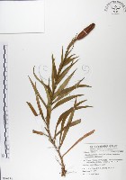 粗莖麝香百合、糙莖麝香百合、鐵炮百合藏品圖，第1張