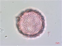 琉球黃楊藏品圖，第2張