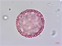 琉球黃楊藏品圖，第3張