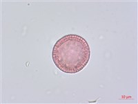 南嶺蕘花藏品圖，第2張