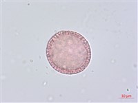 南嶺蕘花藏品圖，第3張