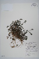 爵床藏品圖，第1張