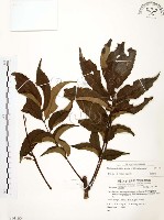 山豬肉藏品圖，第1張