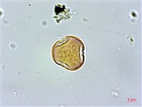 紅頭李欖, 蘭嶼李欖藏品圖，第2張