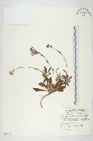 細葉假黃鵪菜藏品圖，第1張