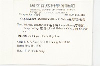 細葉假黃鵪菜藏品圖，第2張