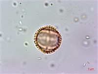 假三腳虌藏品圖，第2張