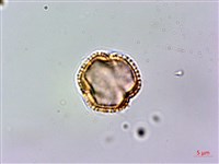 假三腳虌藏品圖，第3張