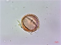 假三腳虌藏品圖，第4張