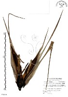 山露兜、山林投、林投舅藏品圖，第1張