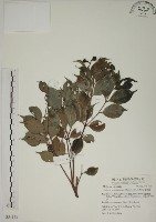 賽赤楠藏品圖，第1張