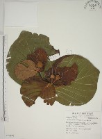 欖仁舅藏品圖，第1張