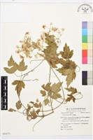 串鼻龍藏品圖，第1張