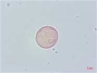 糯米團藏品圖，第2張