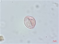 糯米團藏品圖，第3張