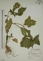 燈籠草藏品圖，第1張