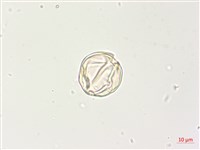 燈籠草藏品圖，第2張