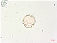 燈籠草藏品圖，第4張