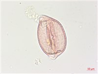 曼陀羅藏品圖，第2張