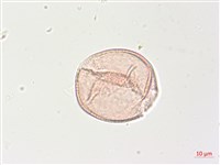 曼陀羅藏品圖，第3張