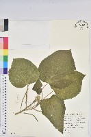 花蓮鐵莧、臺東鐵莧藏品圖，第1張