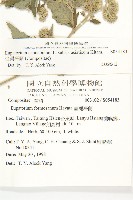 台灣澤蘭藏品圖，第2張