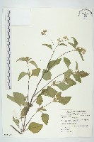 霍香薊藏品圖，第1張