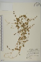 荷蓮豆草、菁芳草藏品圖，第1張