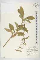 地膽草、毛蓮菜藏品圖，第1張