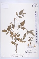 大花咸豐草藏品圖，第1張