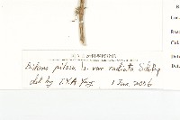 大花咸豐草藏品圖，第3張