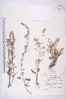 匙葉鼠麴草藏品圖，第1張