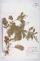 茯苓菜藏品圖，第1張