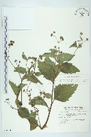 下田菊藏品圖，第1張