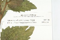 下田菊藏品圖，第6張